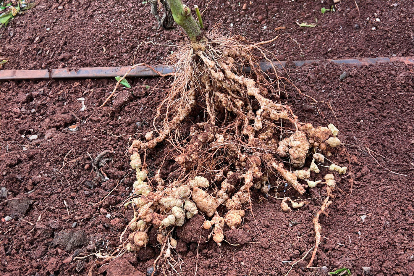 tomato roots with light colored growths